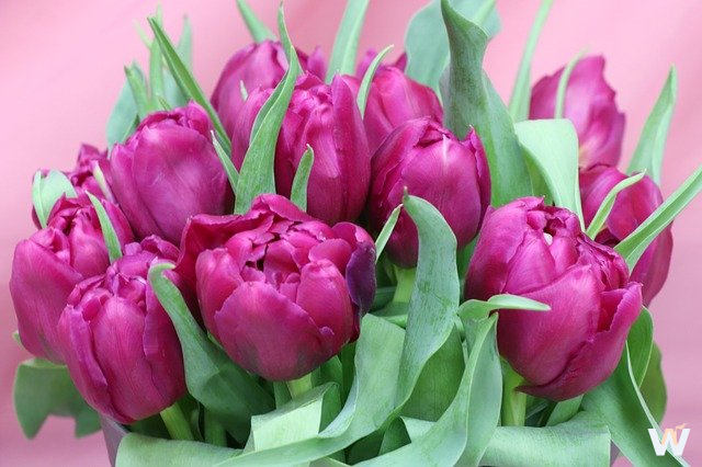 Поздравляем дорогих дам с 8 Марта!