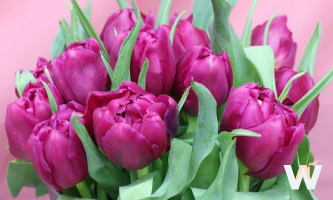 Поздравляем дорогих дам с 8 Марта!